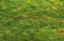 園林綠化養護的核心原則是什么呢？